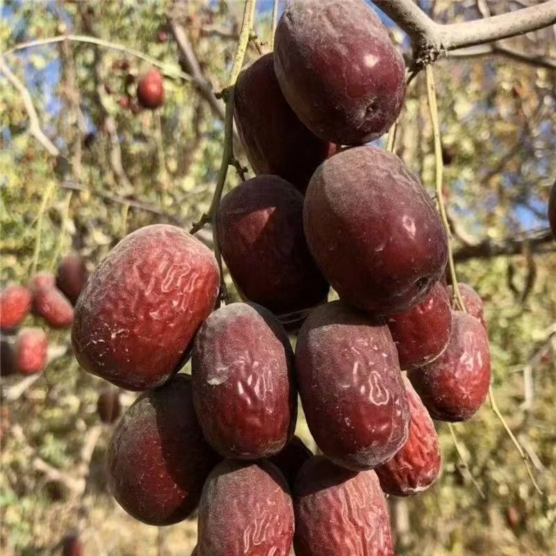 新枣2025年若羌灰枣原生态未清洗核小肉厚新疆直发