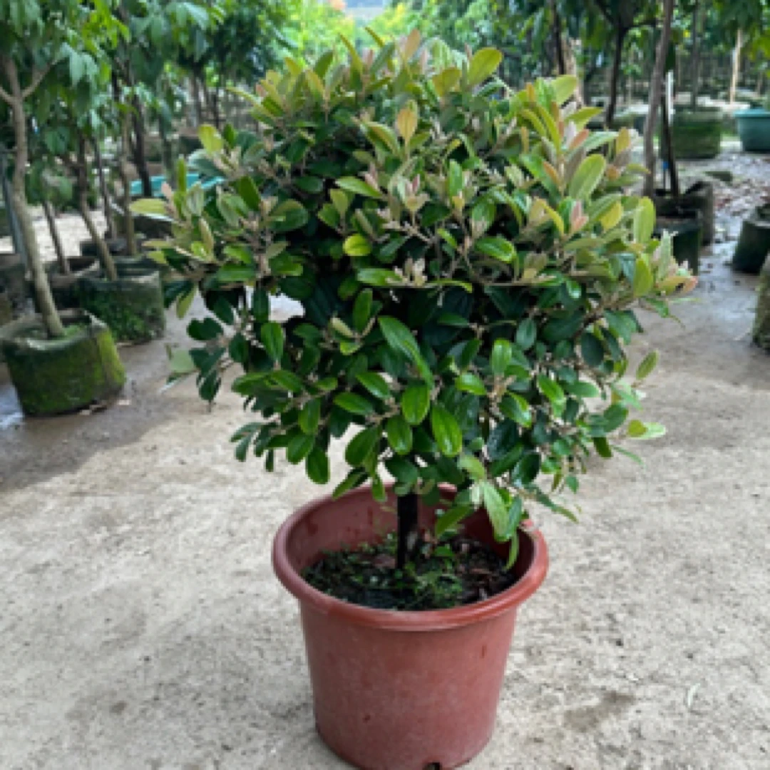 捻子树苗桃金娘树苗当年春季开花结果多年生南方盆栽地栽庭院种植