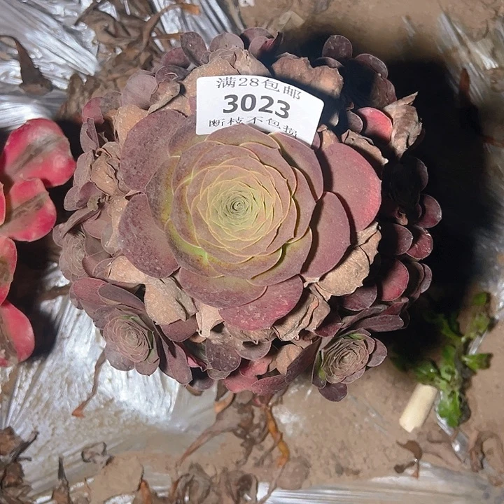 3023魅金玫瑰多肉植物