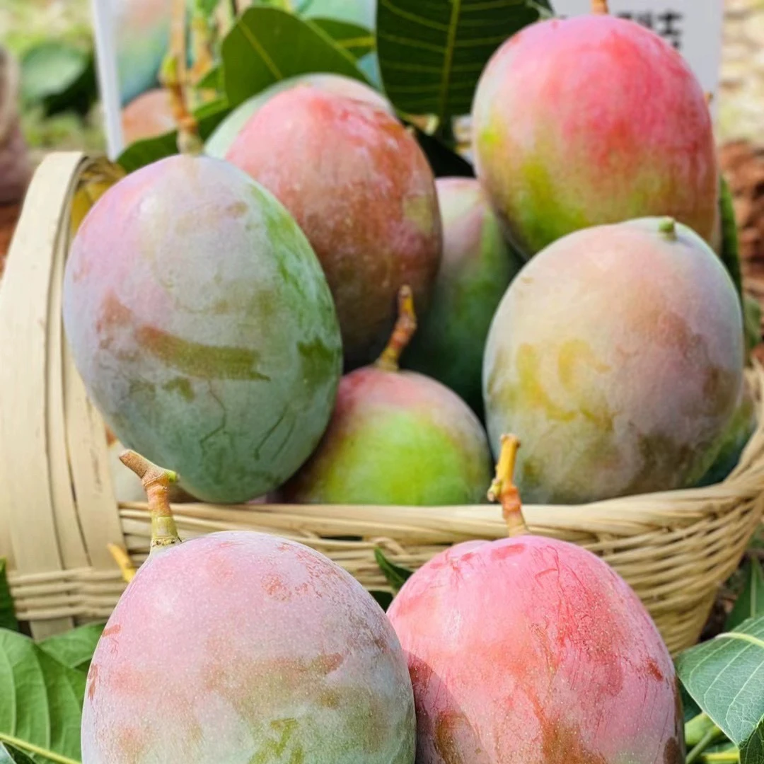 【红头凯特芒】四川攀枝花凯特芒果酸甜多汁味道浓郁大脸芒