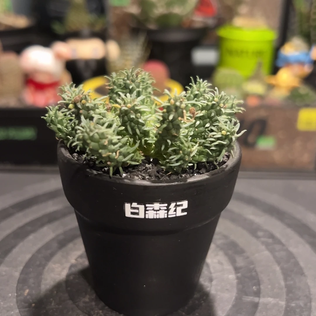 九头龙大戟一物一拍