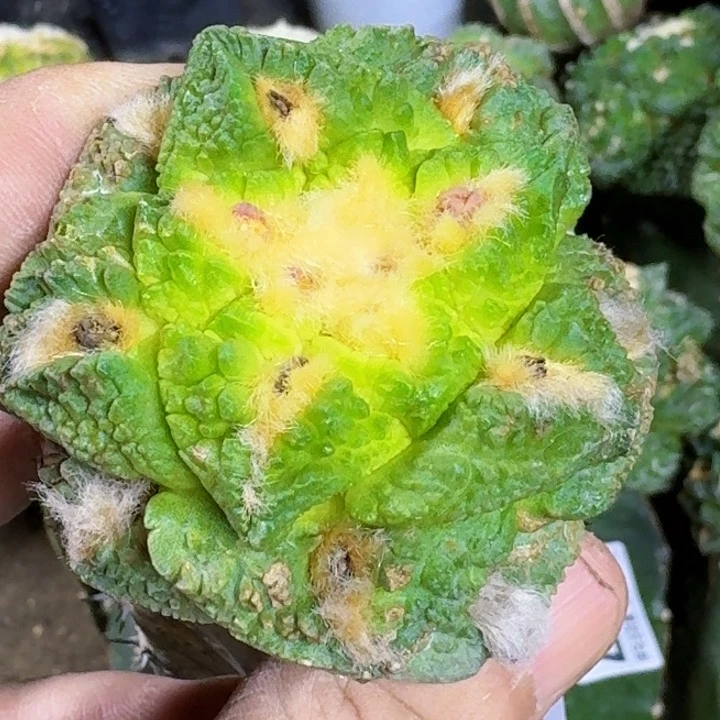 无花朵福利苗接龟甲锦819