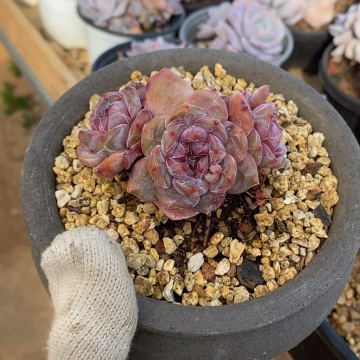 三头粗腿包脸紫心