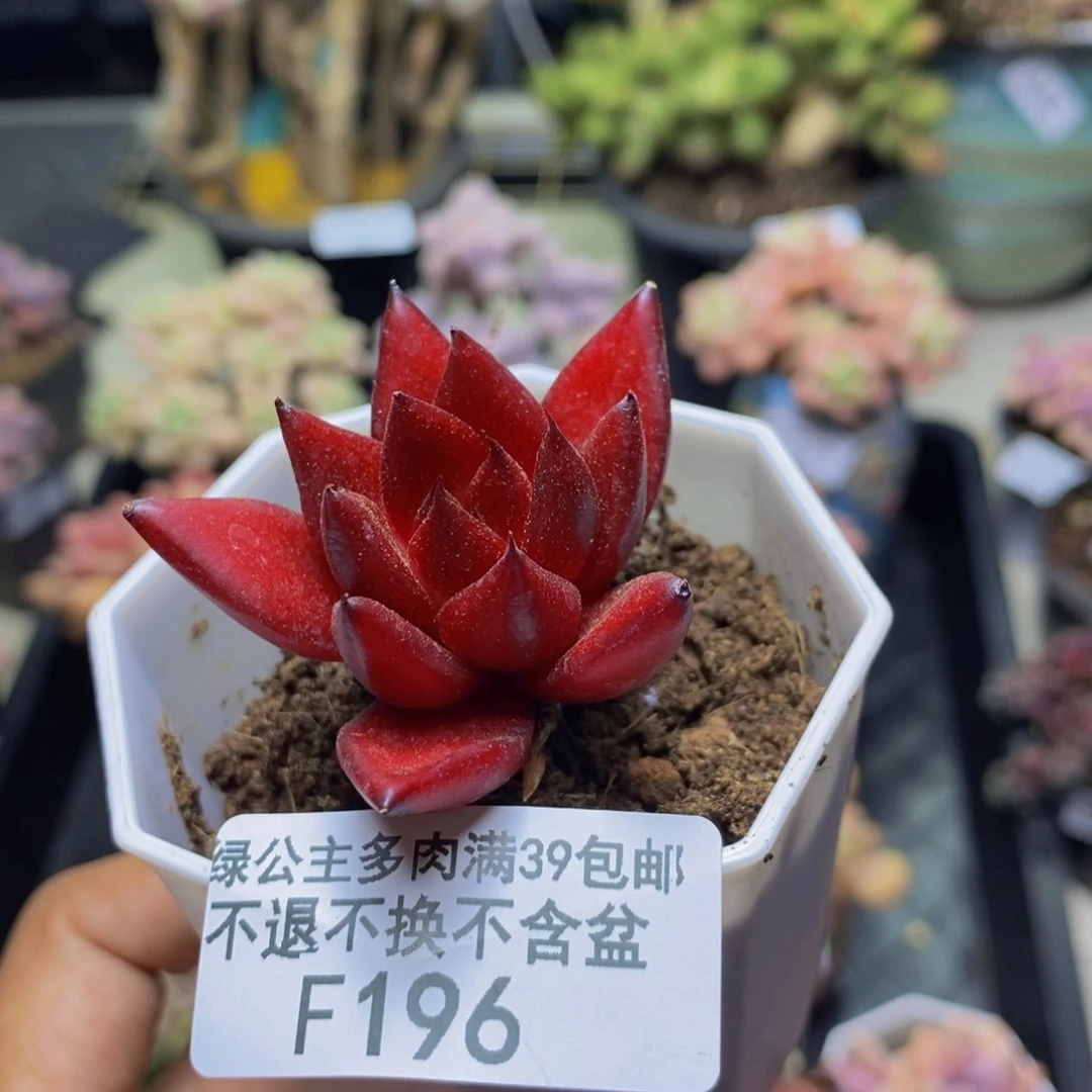 196罗宾仙子多肉5c m