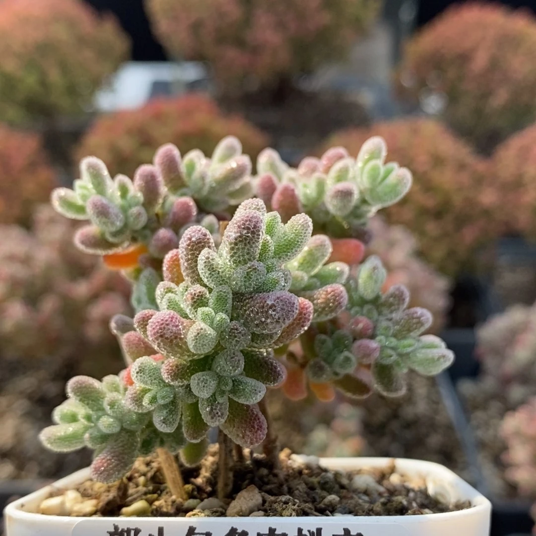 优选冰晶5109枝干番杏