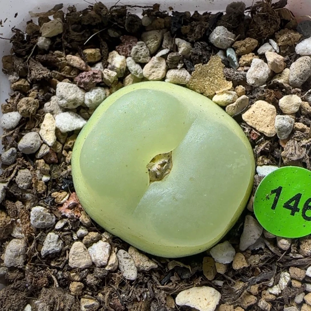 拉登2.68多肉植物146