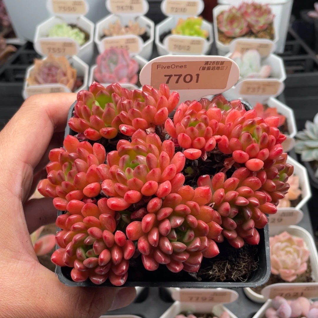 鸡血红宝石7701-12厘米