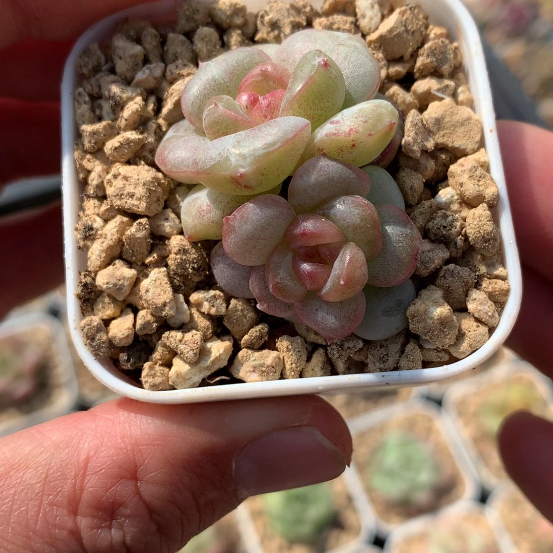 双头圆叶。       多肉珍妮57号