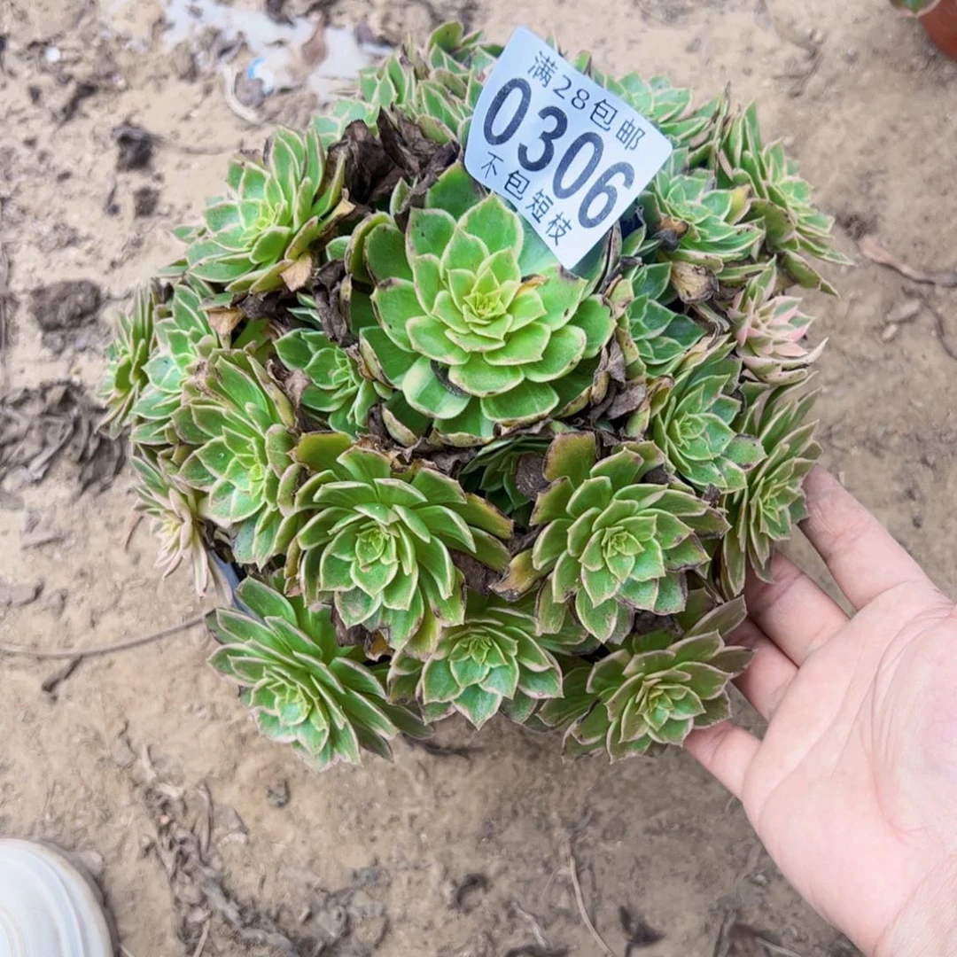 万花筒多肉植物0306
