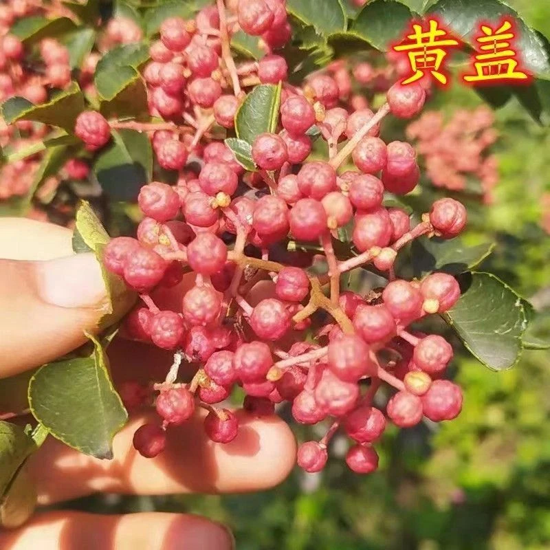 新品种花椒苗正宗黄盖花椒树苗庭院南方北方种植果树当年果花椒苗