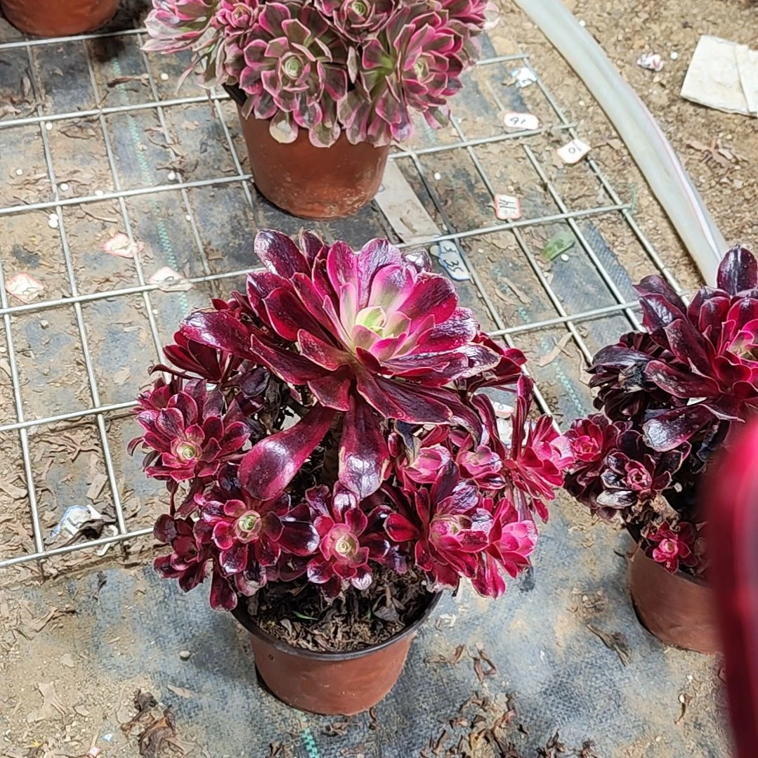 夜****❀14美杜莎法师故事法师故事