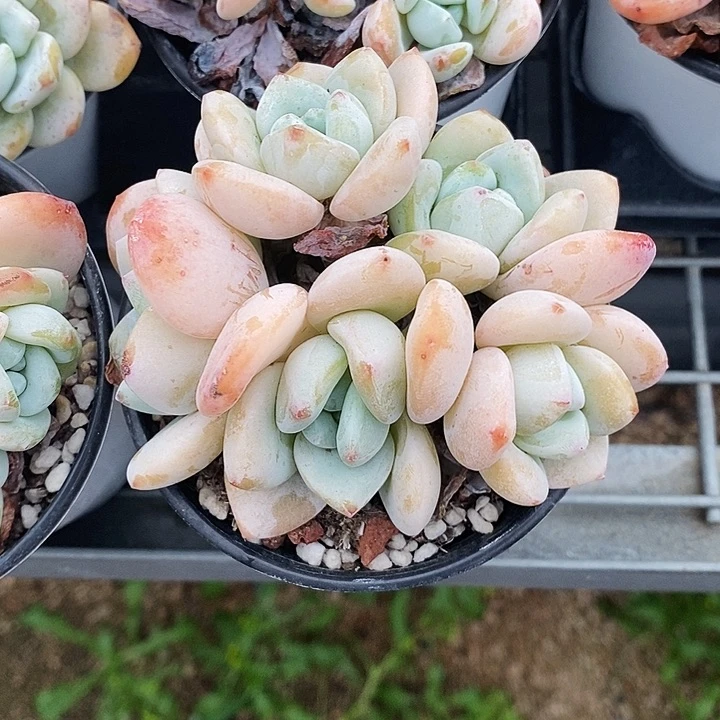 晴**。冷香24577999）h k l p p