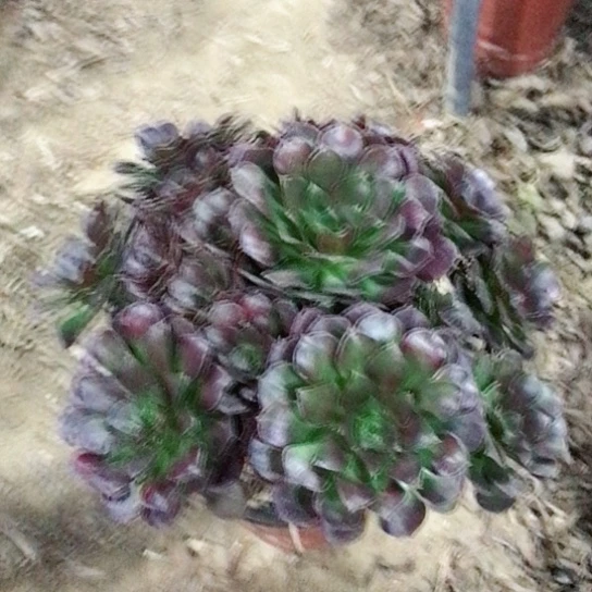 猫***粉荷兰玫瑰法师0000002