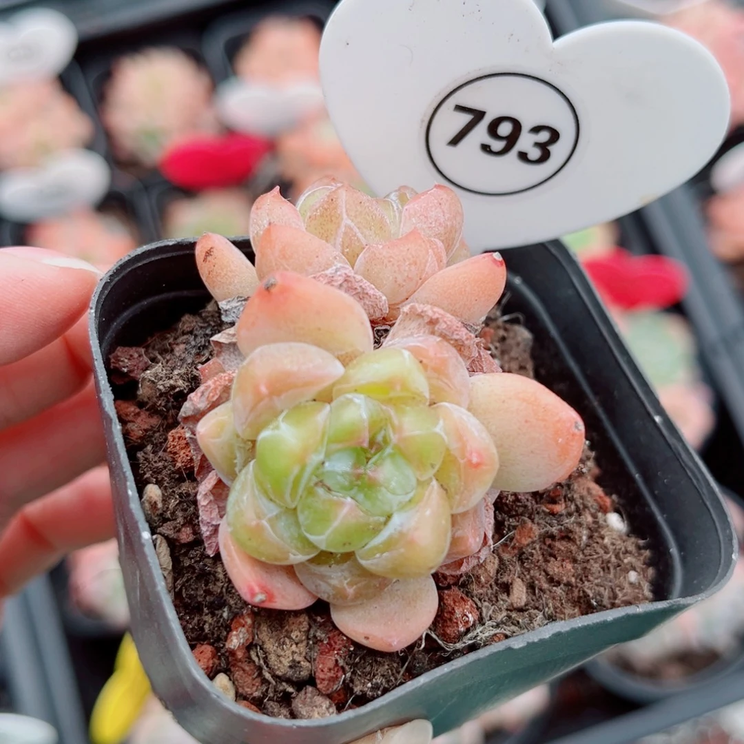 793号小老桩糖心双头