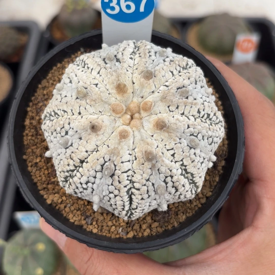 367实生奇迹兜带盆带土