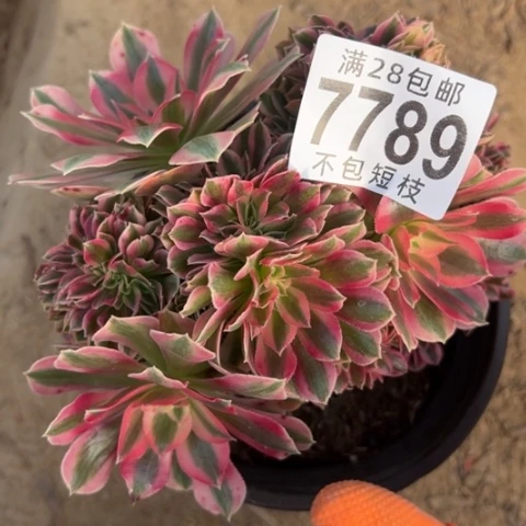 朵缀法师7789法师法师