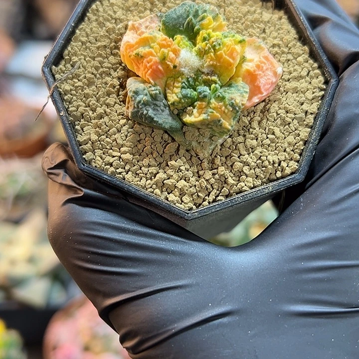 61号自根哥斯拉锦3.8公分比较缺水