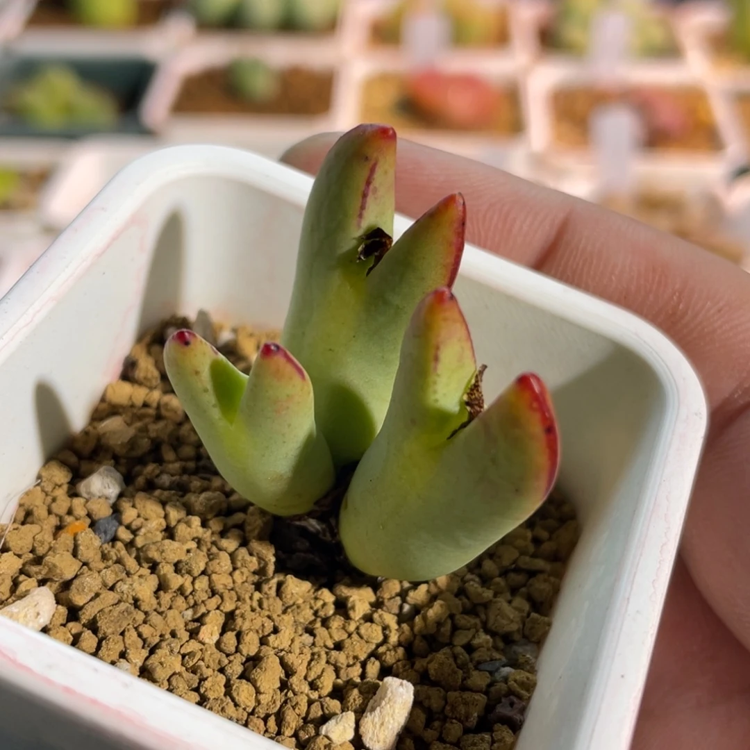 黄体少将植物一物一拍