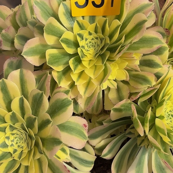 多肉植物福利531