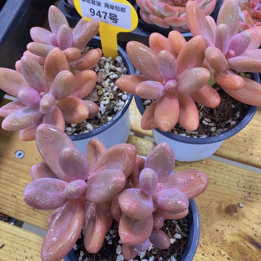 947号 飘枝糖果美人一颗