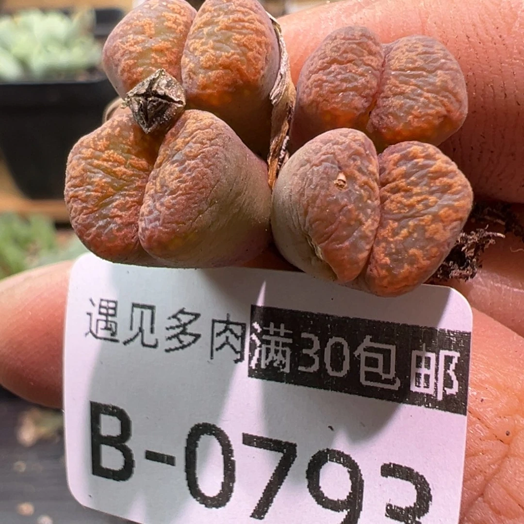 多肉植物1111111111111