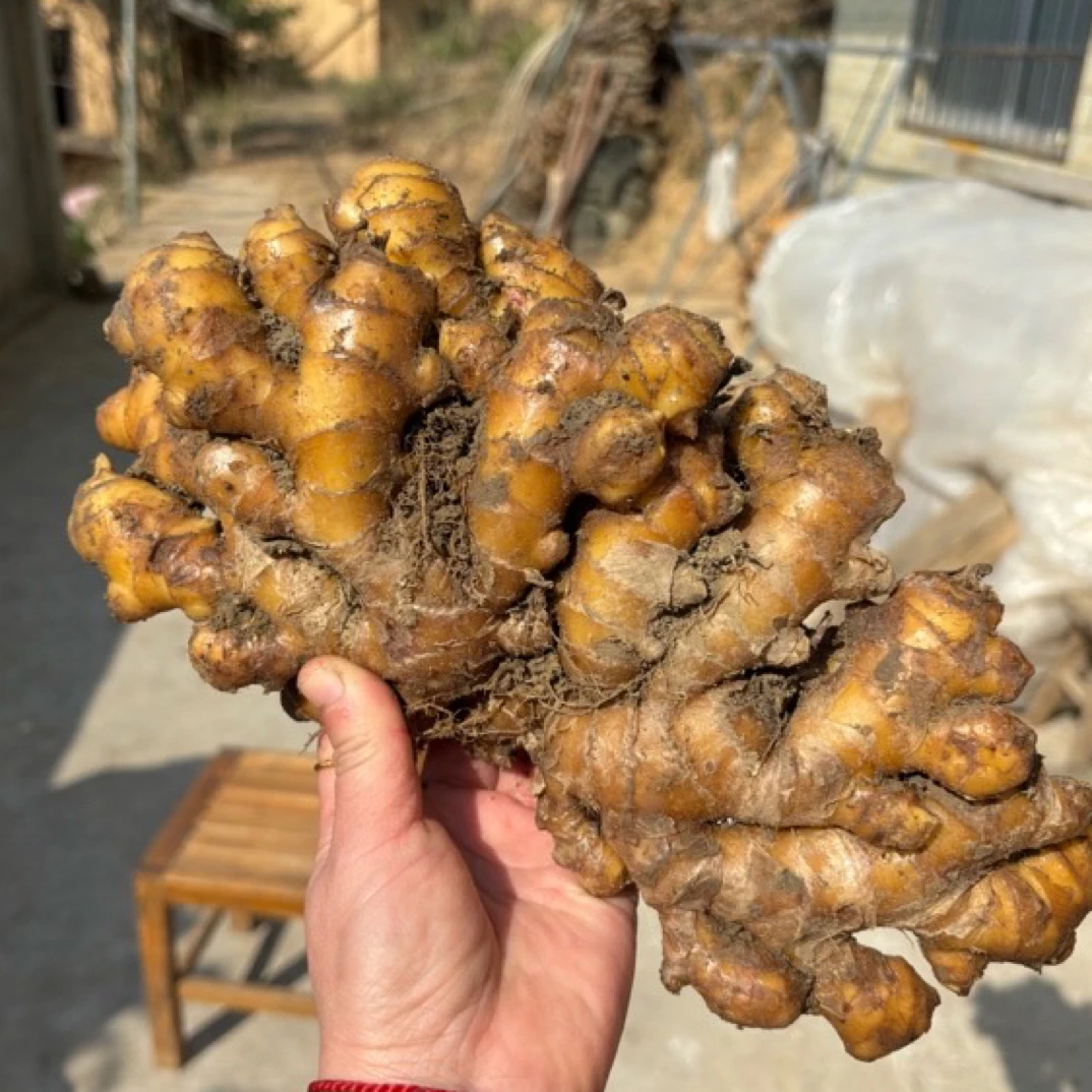 汝城小黄姜月子姜可做姜种带泥发货老姜嫩姜正宗