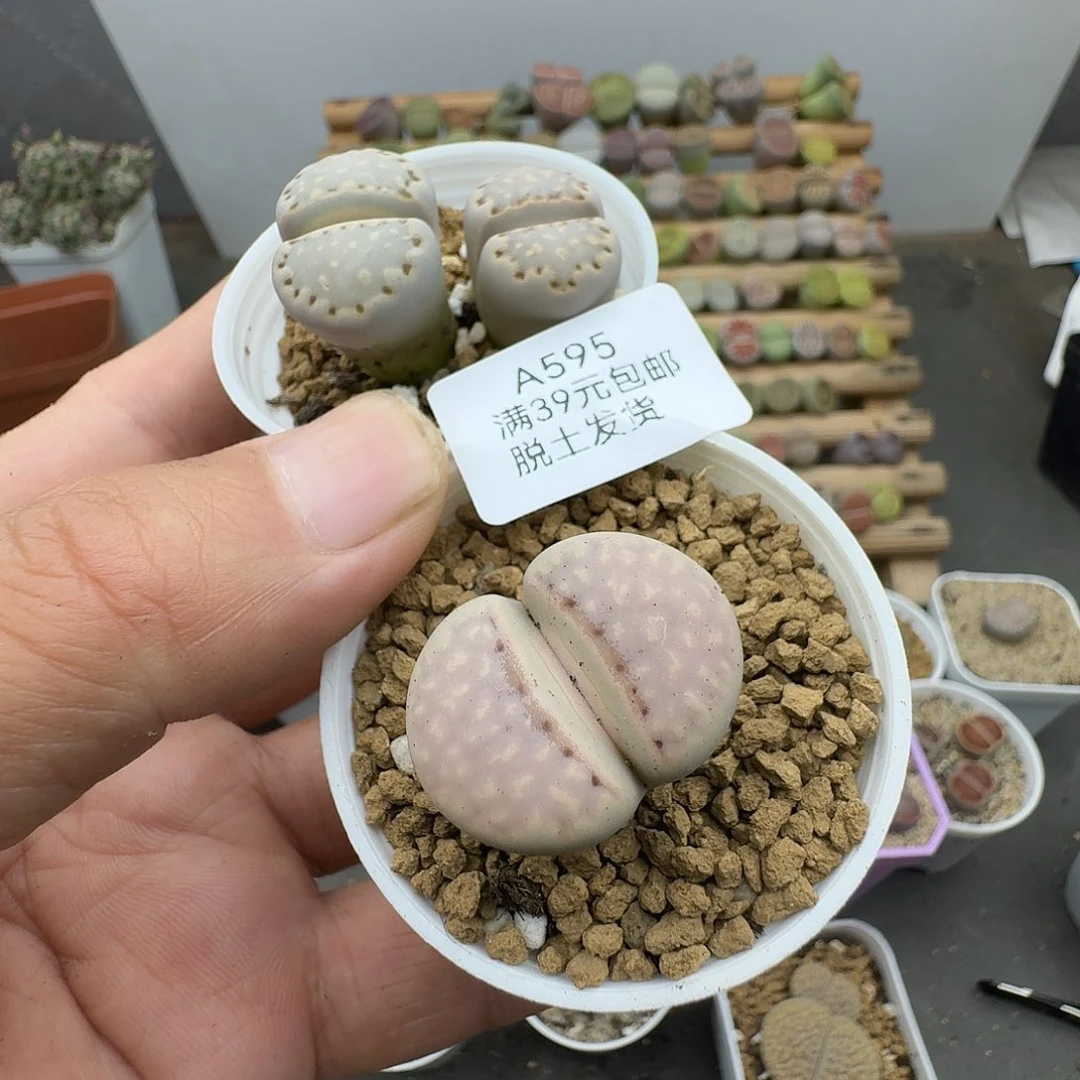 595一颗腿长福利款哈哈哈哈哈哈