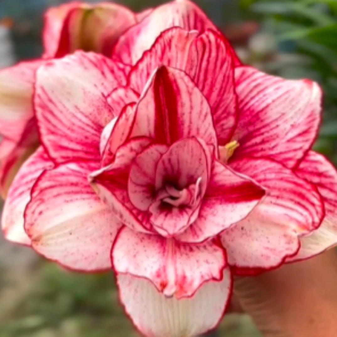 东嘉樱桃、婚纱、皇家园林、交响曲、海风4号，朱顶红苗