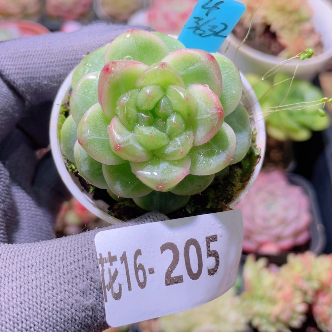 花利美16-205新品珍妮