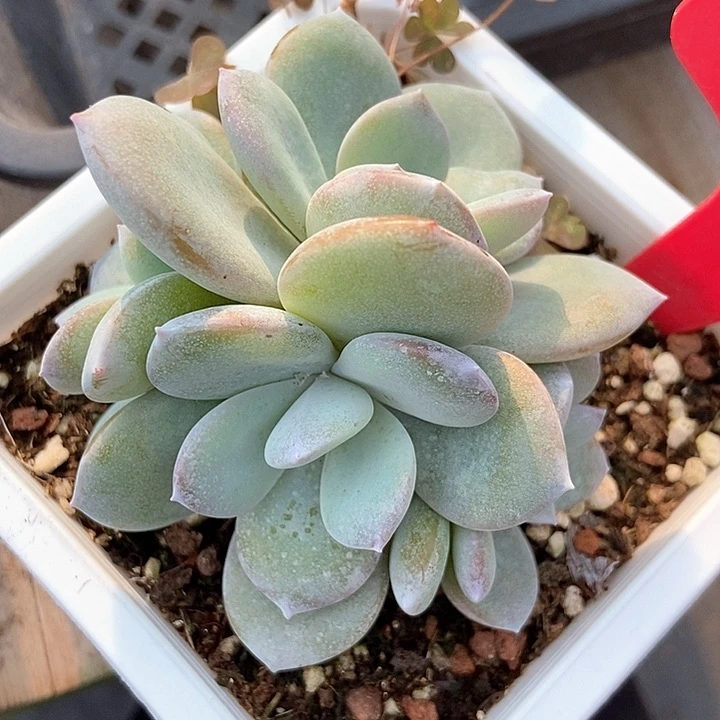 多肉植物韩版奶茶四头652