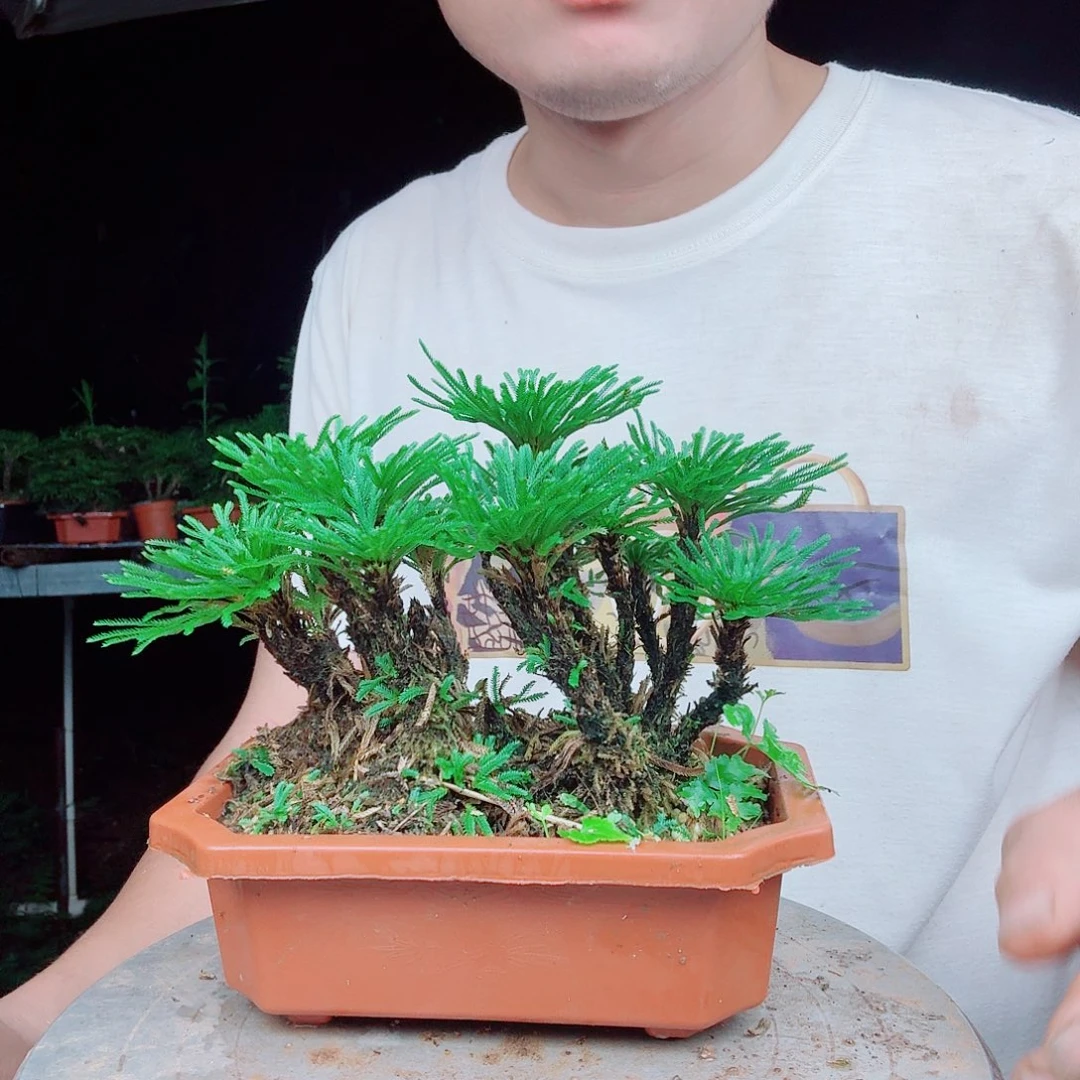 无花朵卷柏一物一拍14