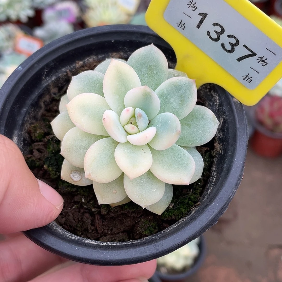 灰***色1337号多肉植物盆栽