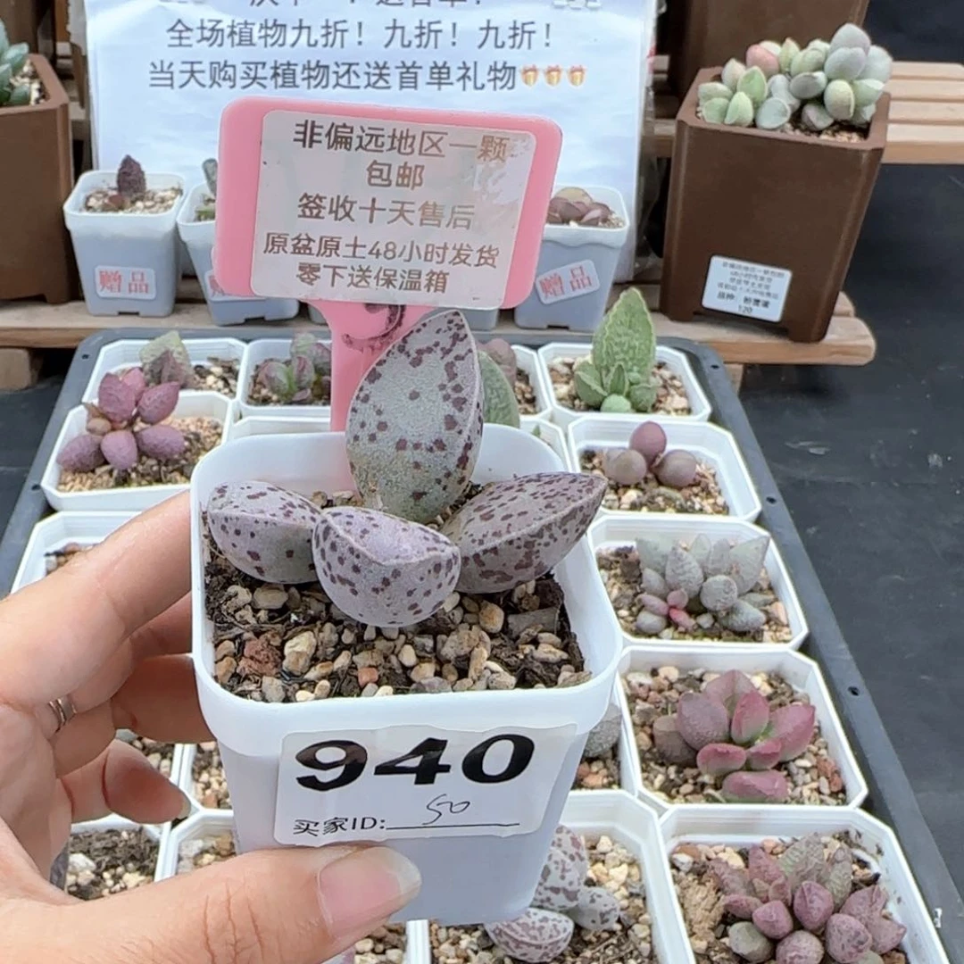 940楞叶马蛋多肉植物