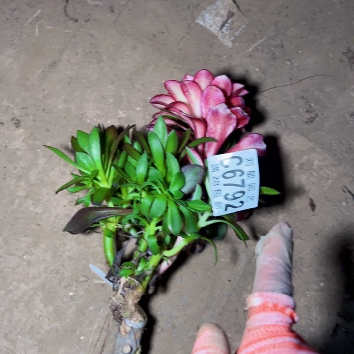 6792多肉植物法师法师法师
