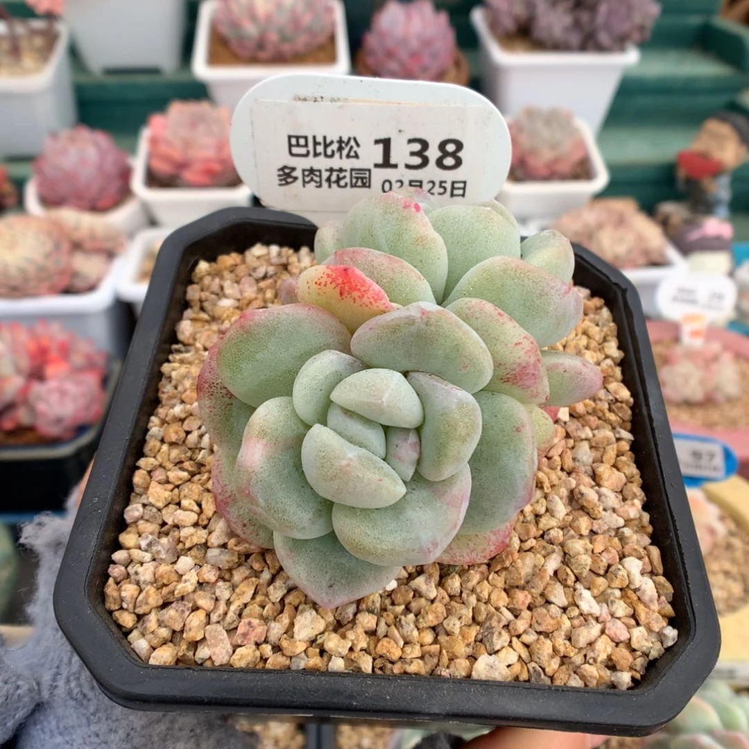 138双头彩锦冰玉石化多肉植物