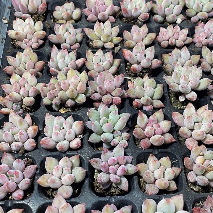 小所罗门1元带土发货