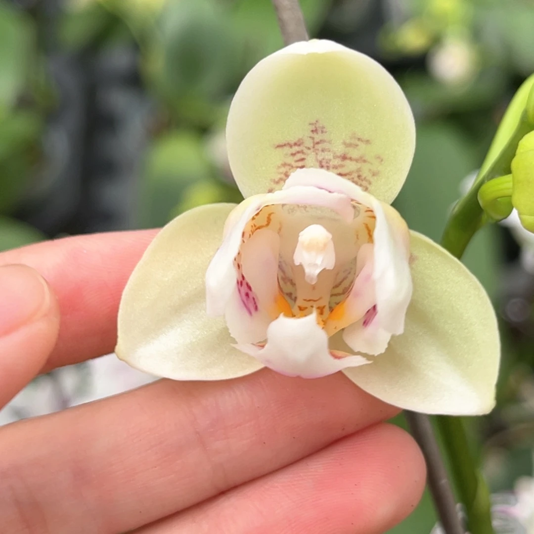 完全开放2.5寸幸运星开花株