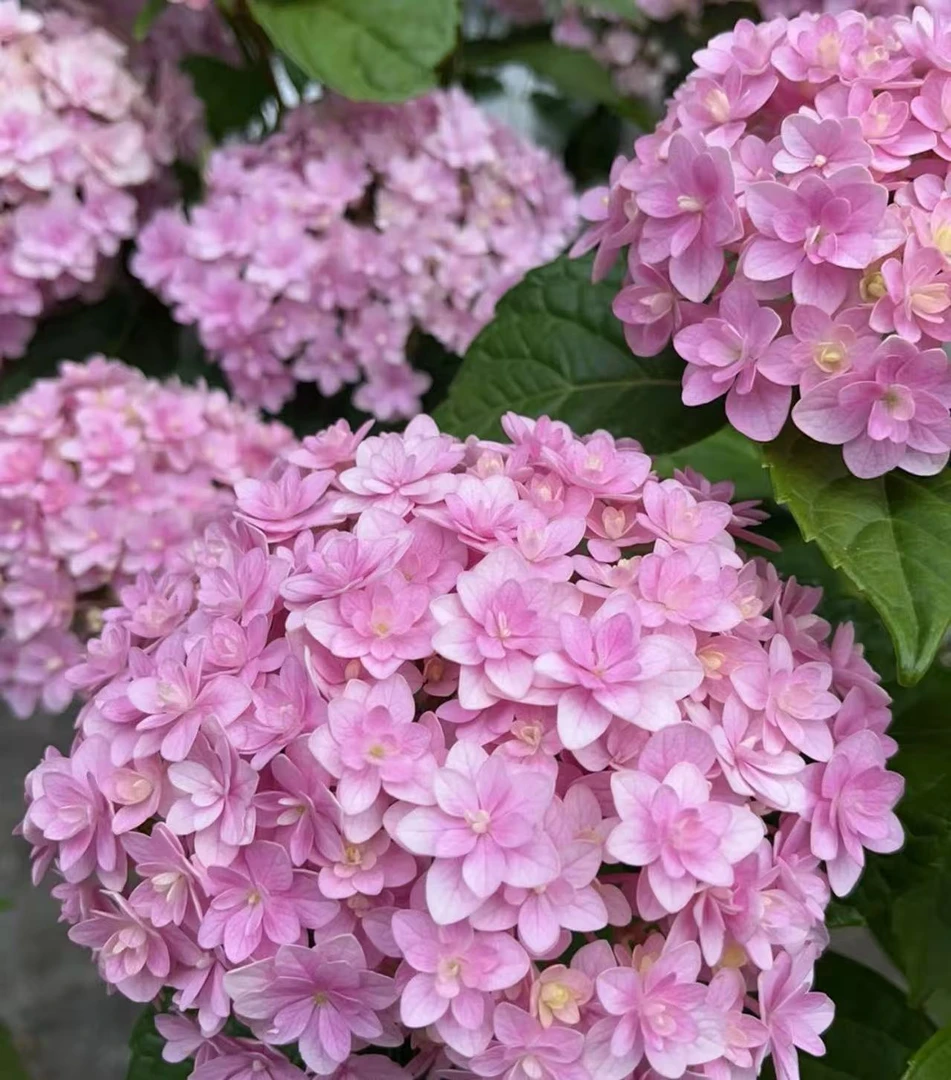 【胖胖】绣球花（2加仑花手鞠） 绣球花带花苞发货园艺植物盆栽