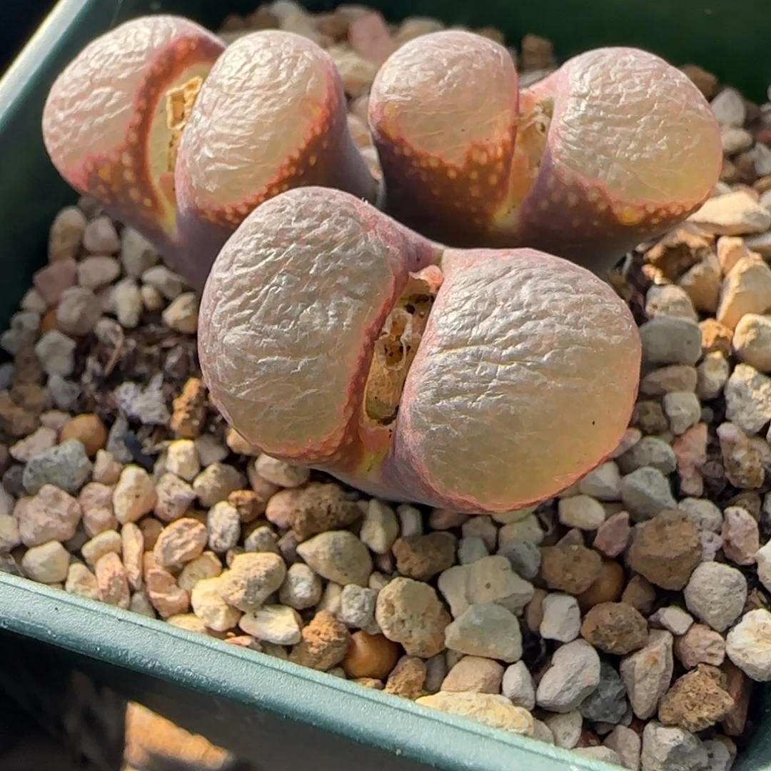 多肉植物大型镜面窗45号