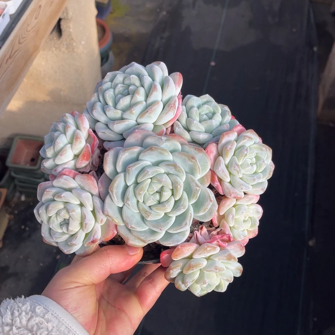 一物一拍不支持退换