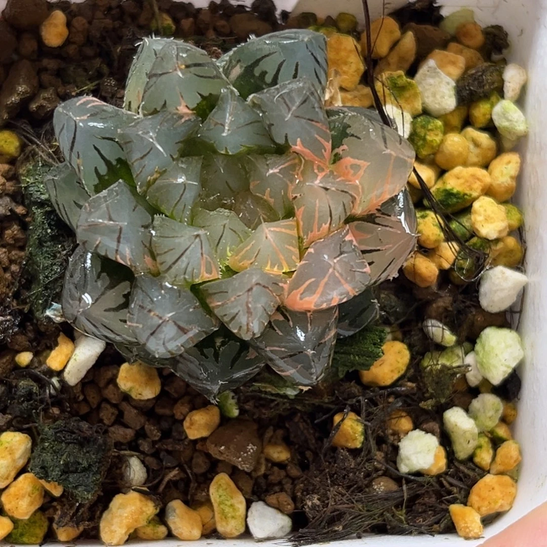 83霓虹灯玉露锦福利专场