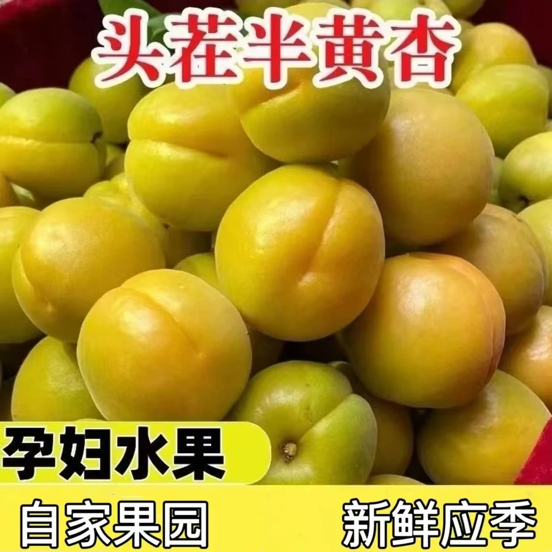 秦岭山下老品种大结杏甜杏仁新鲜采摘酸甜爽口孕妇水果