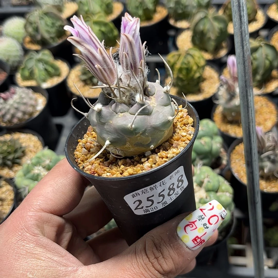 忘***了25588一物一拍单头发货