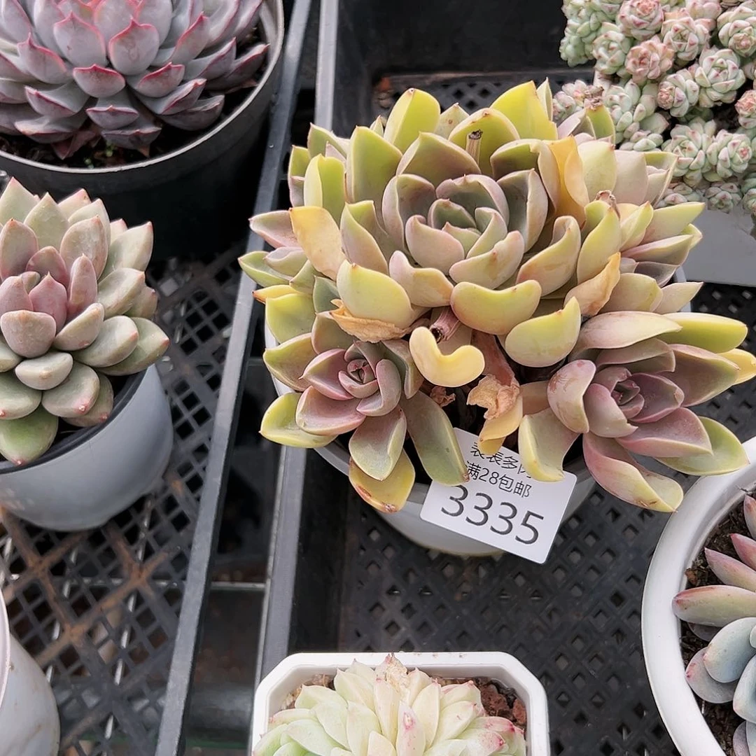 9号三**畔我们的确是一3335