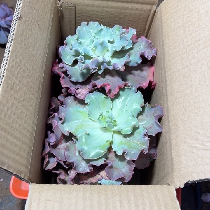 地栽瑕疵高莎4棵装箱（不售后）