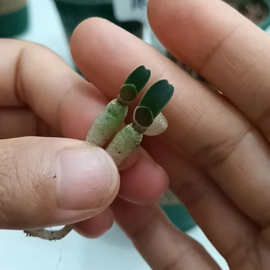 无花朵特色花卉君子兰小苗君