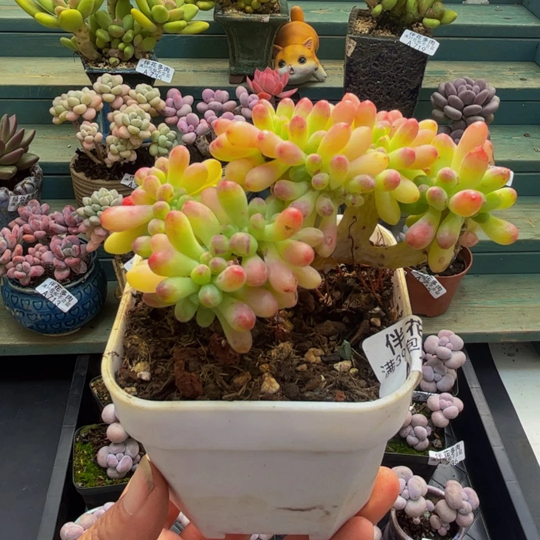 1140乙女心缀8cm多肉