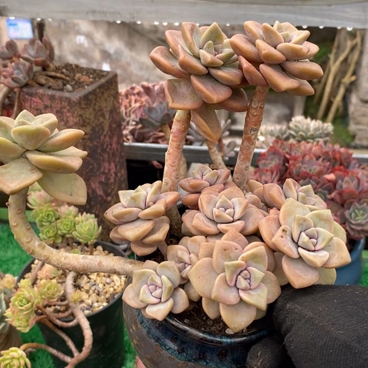 杏美人整无砍多肉