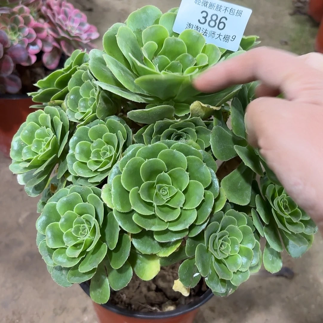 386绿法师：多肉植物法师