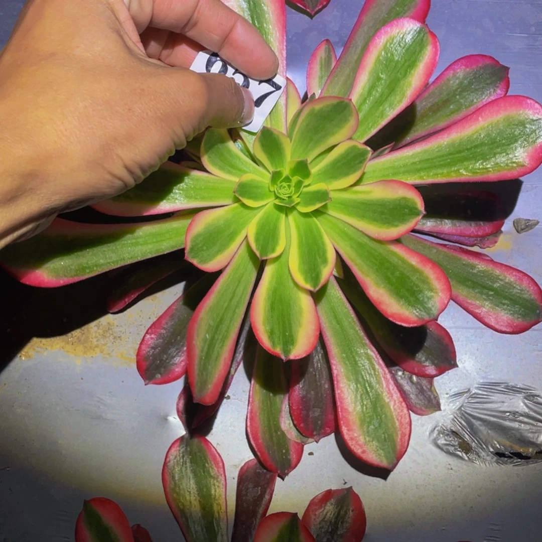 桃夭多肉植物多肉557